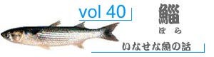 vol98_いしだい